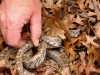 Snake Handler © Rolf Nussbaumer
