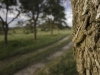fitzgerald06_peter_landscape_0