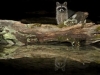 hendricks06_rosetta_northern_raccoon
