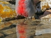 illg_redcreek_pyrrhuloxia_0