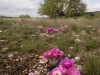 kaehler06_stowers_cactus_blooms