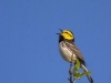 lee06_losmad_golden_warbler