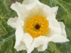 sloat06_northr_cactus_flower_0