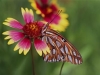 vestal06_block_butterfly_firewheel
