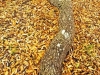 well06_kkw_live_oak