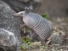 Nine-banded Armadillo - © Al Perry