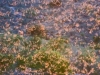 Mexican Free-tailed Bats - © Al Perry