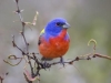 Male Painted Bunting - © Al Perry