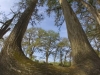 Bald Cypress - © Al Perry