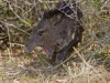Collared Peccary - © Al Perry