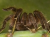 Texas Tan Tarantula - © Al Perry