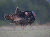Male Wild Turkeys - © Al Perry