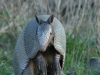 Nine-banded Armadillo - © Cathy Illg