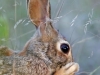 Eastern Cottontail - © Cathy Illg