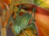 Immature Long-horned Grasshopper - © Cathy Illg