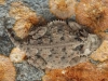 Texas Horned Lizard - © Cathy Illg