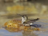 Female Black-chinned Hummingbird - © Cathy Illg