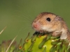 Pocket Mouse with Prickly Pear Cactus - © Cathy Illg