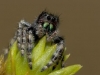 Bold Jumper - © Dale R. Franz