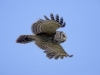 Barred Owl - © Dale R. Franz