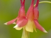Columbine - © Dale R. Franz