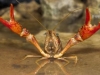 Crayfish - © Dale R. Franz