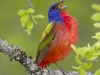 Painted Bunting - © Dale R. Franz