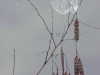 Spider Webbing on Rattle Pod - © Dale R. Franz