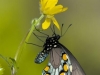 Swallowtail on Buttercup - © Dale R. Franz