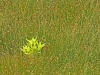 Young Buttonbush Surrounded by Spikesedge - © Dave Welling