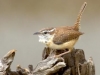 Carolina Wren - © Dave Welling