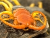 Giant Redheaded Centipede - © Dave Welling