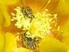 Flower Scarabs on Lindheimer Prickly Pear Flower - © Dave Welling