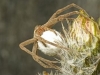Female Nursery Spider - © Dave Welling