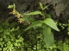 schulz_krause_orchid