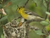 schulz_krause_vireo