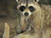 does_02_04_jd36146