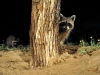 jdo_20080419_0020