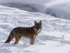 coyote