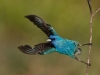 indigo-bunting