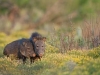 javelinas