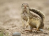 mexican-groundsquirrel
