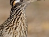 roadrunner