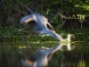 wood_selah_heron