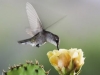 wood_selah_hummingbird