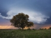 wood_selah_live_oak