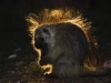 wood_selah_porcupine
