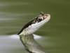 wood_selah_ribbon_snake