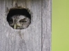 wood_selah_screech_owl