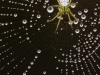 wood_selah_spider